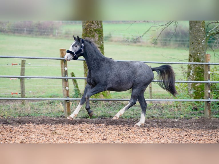 Hannoveriano Caballo castrado 3 años 168 cm Tordo in Eningen unter Achalm