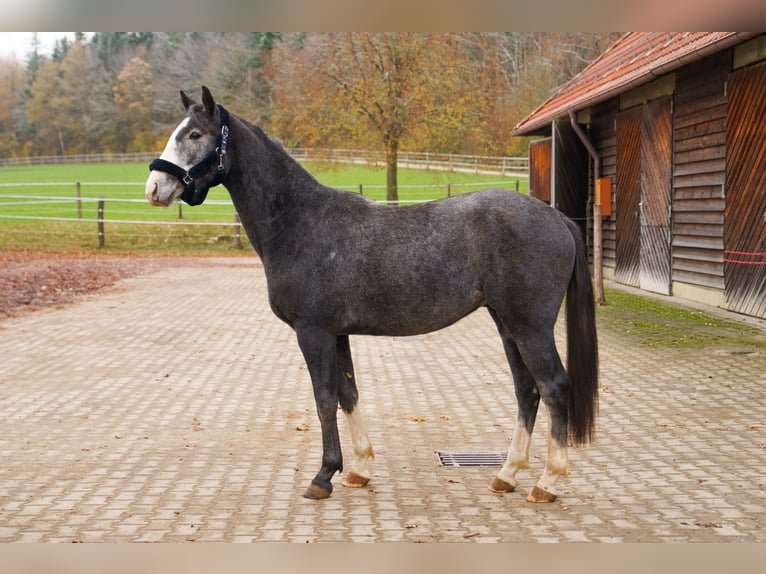 Hannoveriano Caballo castrado 3 años 168 cm Tordo in Eningen unter Achalm