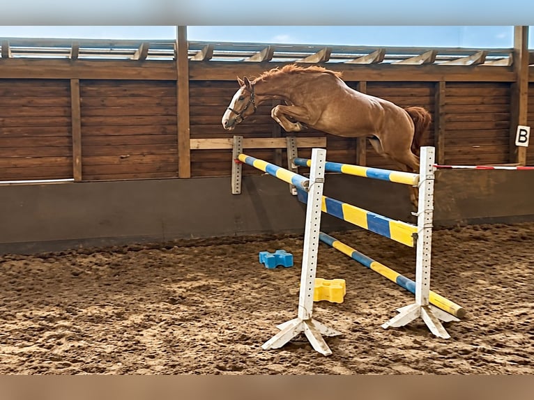 Hannoveriano Caballo castrado 3 años 169 cm Alazán in Oerel
