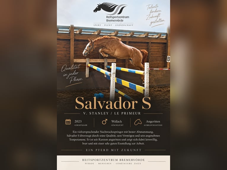 Hannoveriano Caballo castrado 3 años 169 cm Alazán in Oerel