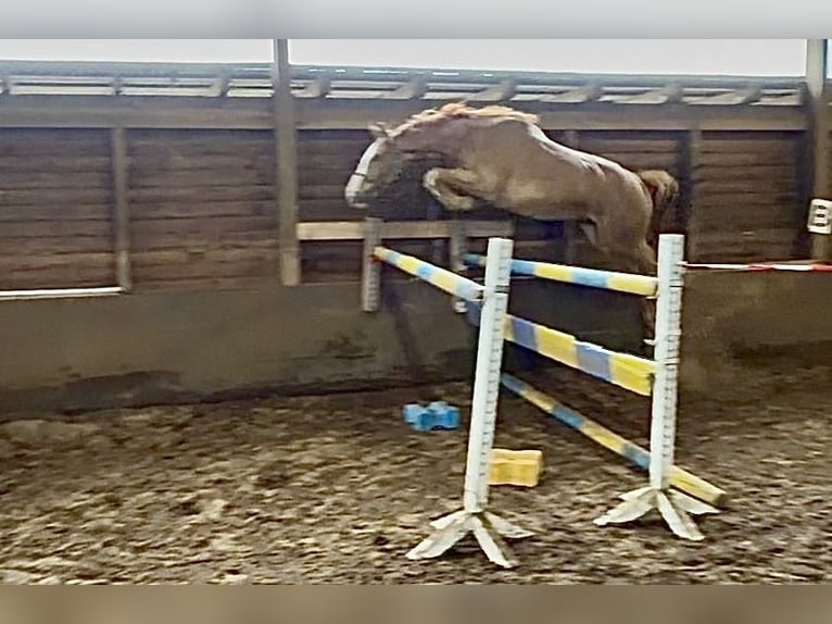 Hannoveriano Caballo castrado 3 años 169 cm Alazán in Oerel