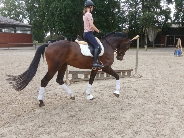 Hannoveriano Caballo castrado 3 años 169 cm Castaño in Löningen