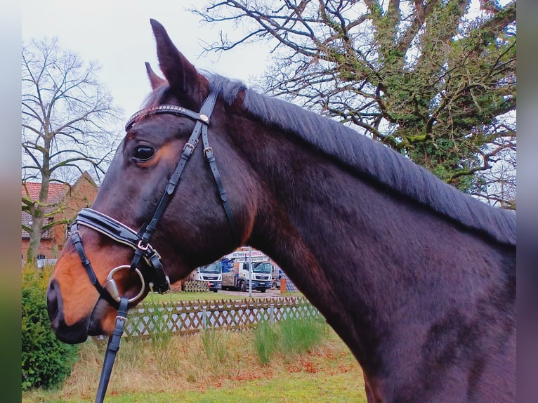 Hannoveriano Caballo castrado 3 años 169 cm Castaño in Burgdorf