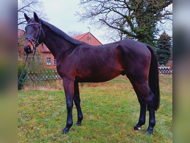 Hannoveriano Caballo castrado 3 años 169 cm Castaño in Burgdorf