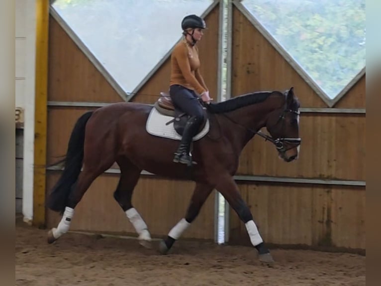 Hannoveriano Caballo castrado 3 años 169 cm Castaño oscuro in Braunschweig