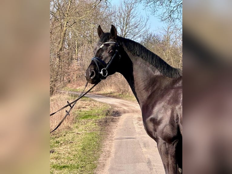Hannoveriano Caballo castrado 3 años 169 cm Negro in L&#xFC;nne
