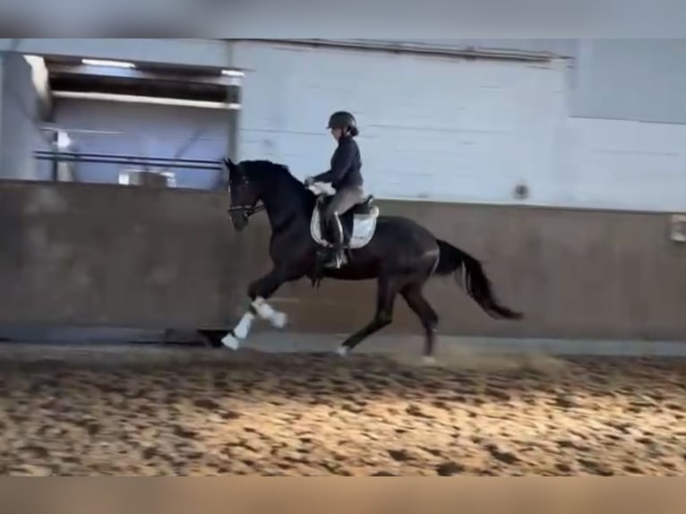 Hannoveriano Caballo castrado 3 años 169 cm Negro in Verden (Aller)