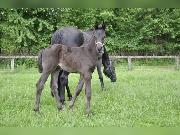 Hannoveriano Caballo castrado 3 años 169 cm Negro in Walsrode