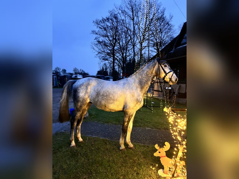 Hannoveriano Caballo castrado 3 años 169 cm Tordo in Bremervörde