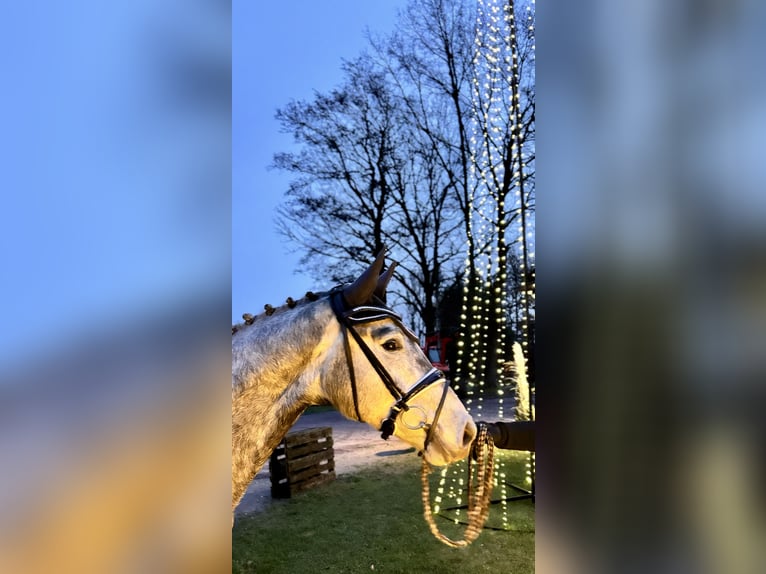 Hannoveriano Caballo castrado 3 años 169 cm Tordo in Bremervörde