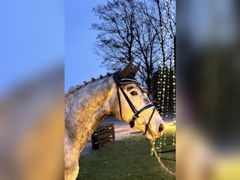 Hannoveriano Caballo castrado 3 años 169 cm Tordo in Bremervörde