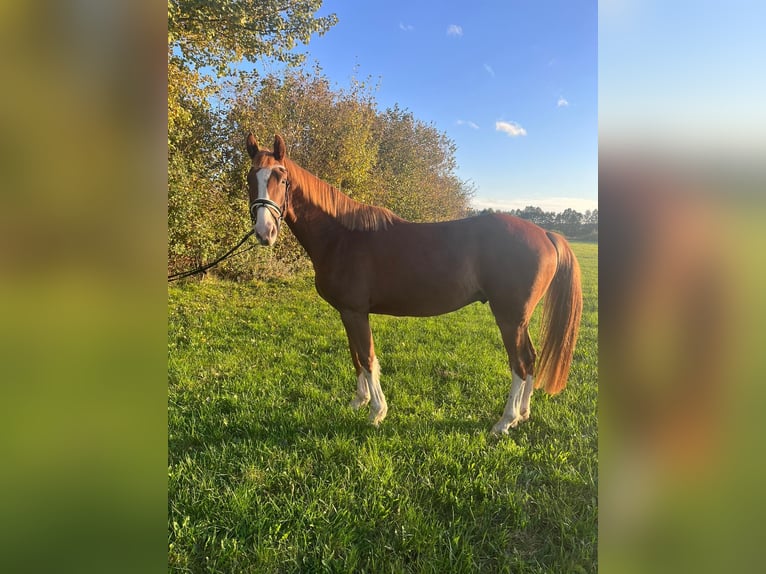 Hannoveriano Caballo castrado 3 años 170 cm Alazán in Trebel