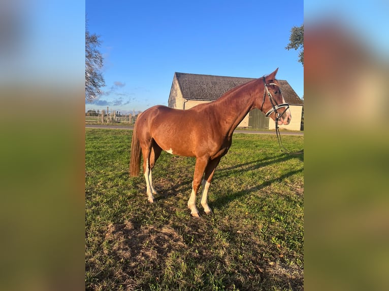 Hannoveriano Caballo castrado 3 años 170 cm Alazán in Trebel