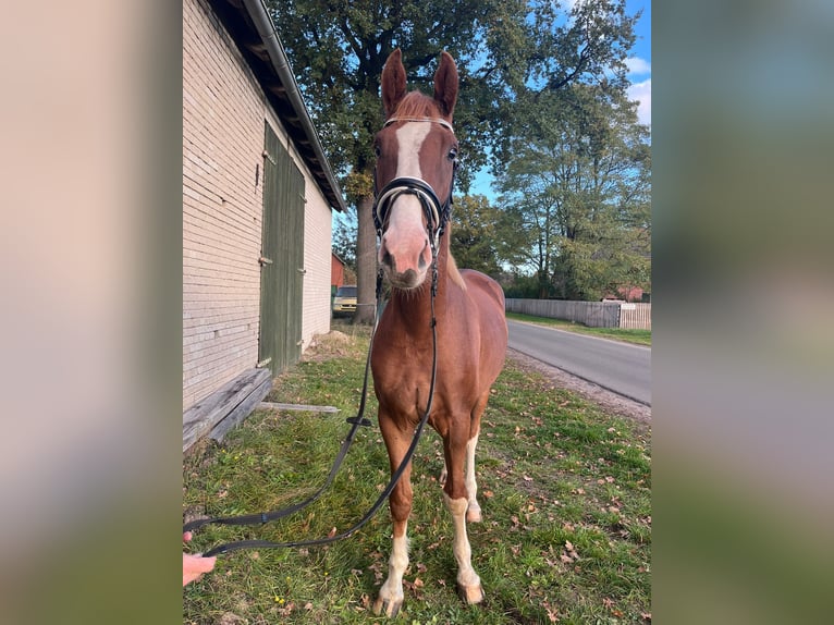 Hannoveriano Caballo castrado 3 años 170 cm Alazán in Trebel