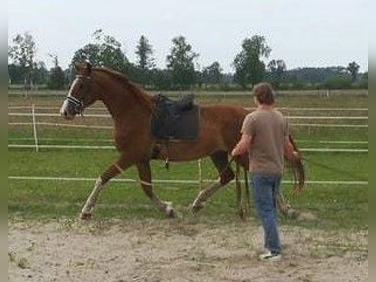 Hannoveriano Caballo castrado 3 años 170 cm Alazán in Trebel