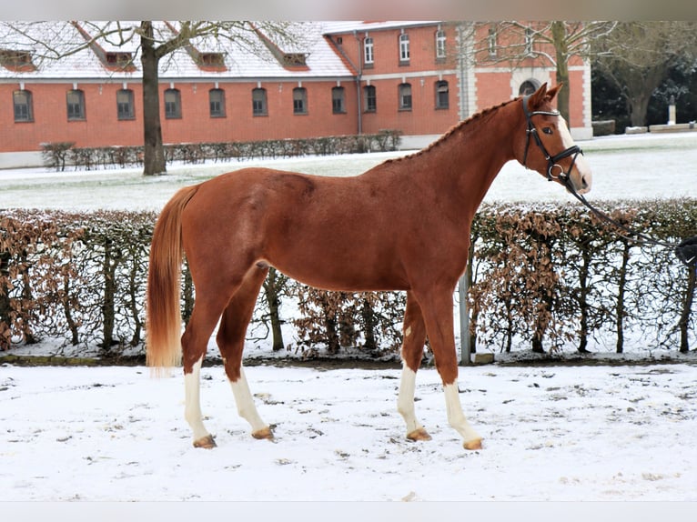 Hannoveriano Caballo castrado 3 años 170 cm Alazán in Celle