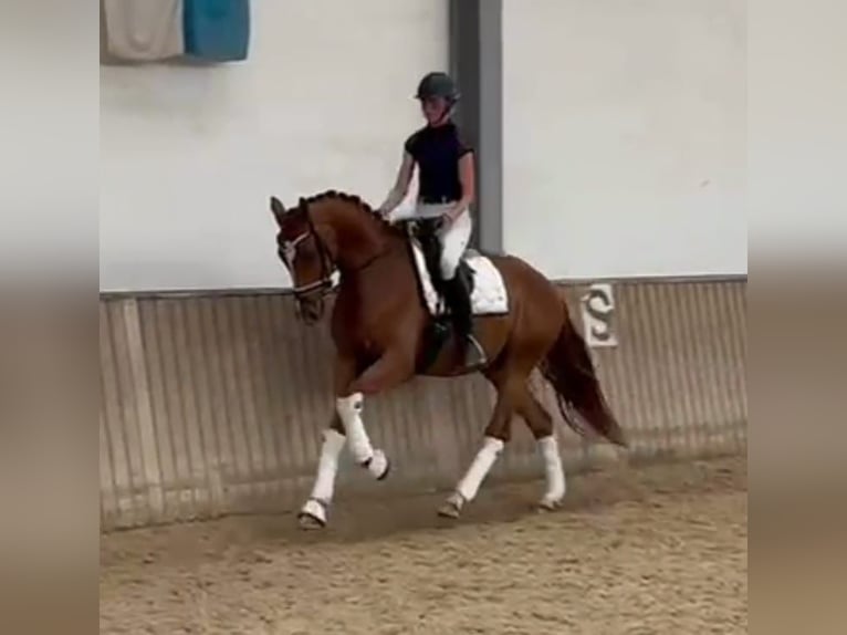 Hannoveriano Caballo castrado 3 años 170 cm Alazán in Neumarkt in der Oberpfalz