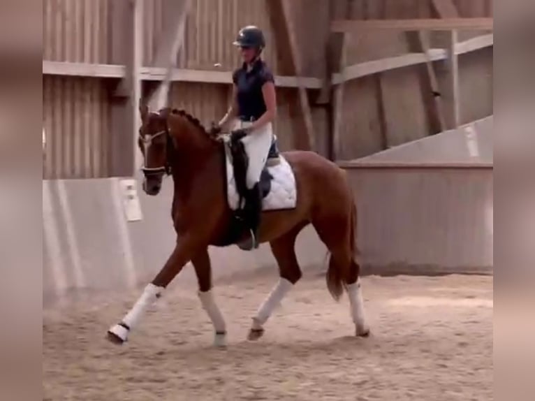 Hannoveriano Caballo castrado 3 años 170 cm Alazán in Neumarkt in der Oberpfalz