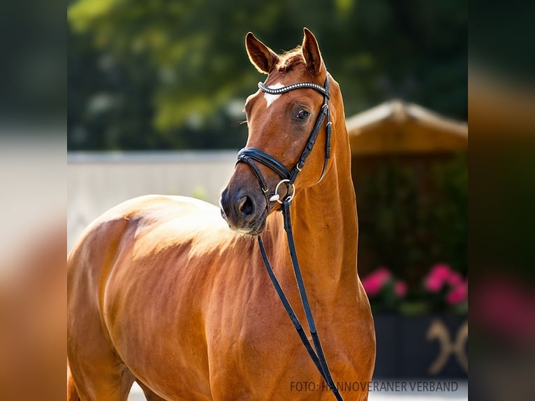 Hannoveriano Caballo castrado 3 años 170 cm Alazán in Verden