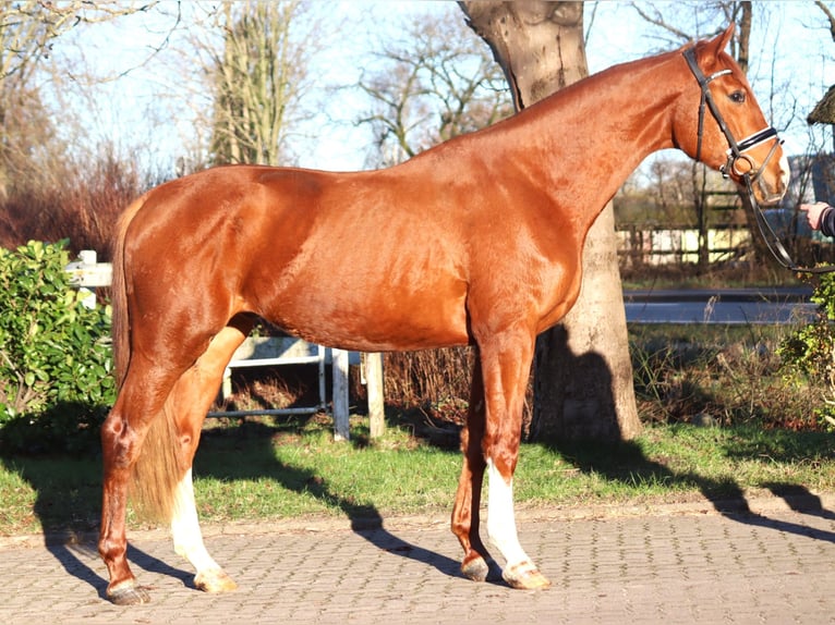 Hannoveriano Caballo castrado 3 años 170 cm Alazán in Selsingen