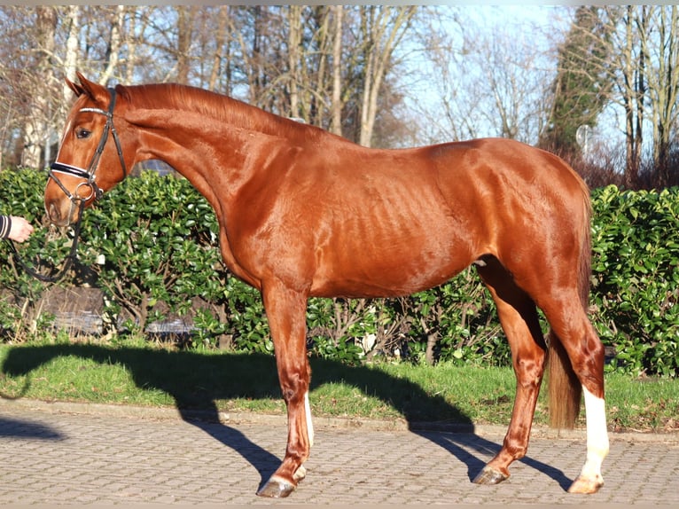 Hannoveriano Caballo castrado 3 años 170 cm Alazán in Selsingen