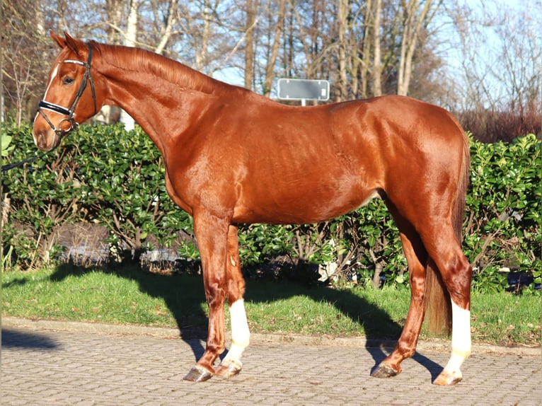 Hannoveriano Caballo castrado 3 años 170 cm Alazán in Selsingen