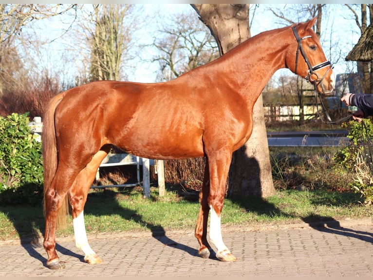 Hannoveriano Caballo castrado 3 años 170 cm Alazán in Selsingen