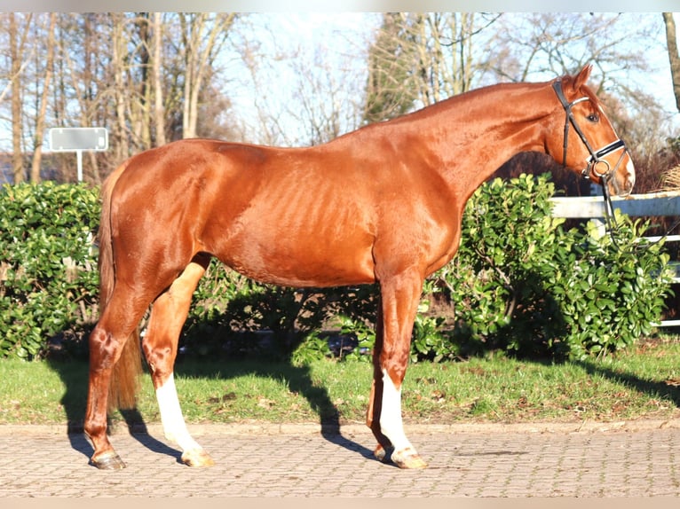 Hannoveriano Caballo castrado 3 años 170 cm Alazán in Selsingen