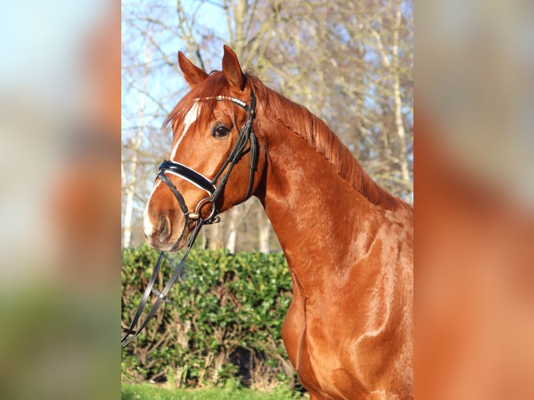 Hannoveriano Caballo castrado 3 años 170 cm Alazán in Selsingen