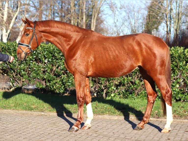 Hannoveriano Caballo castrado 3 años 170 cm Alazán in Selsingen