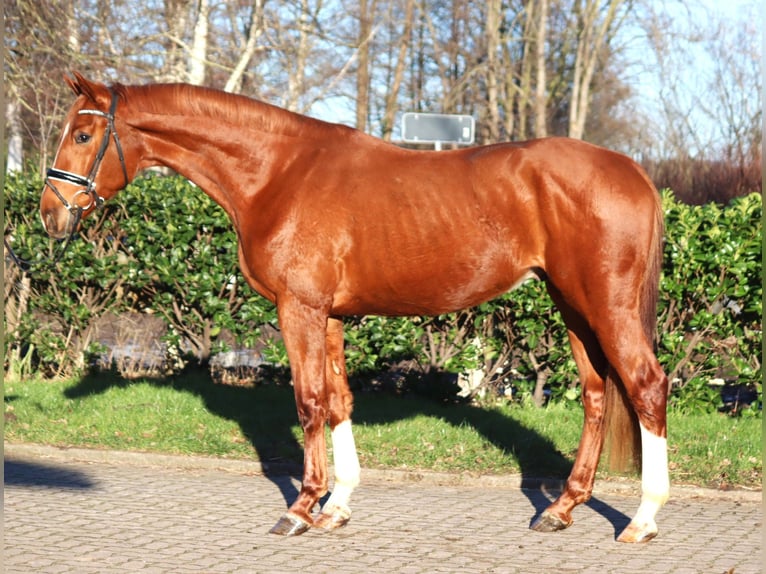 Hannoveriano Caballo castrado 3 años 170 cm Alazán in Selsingen