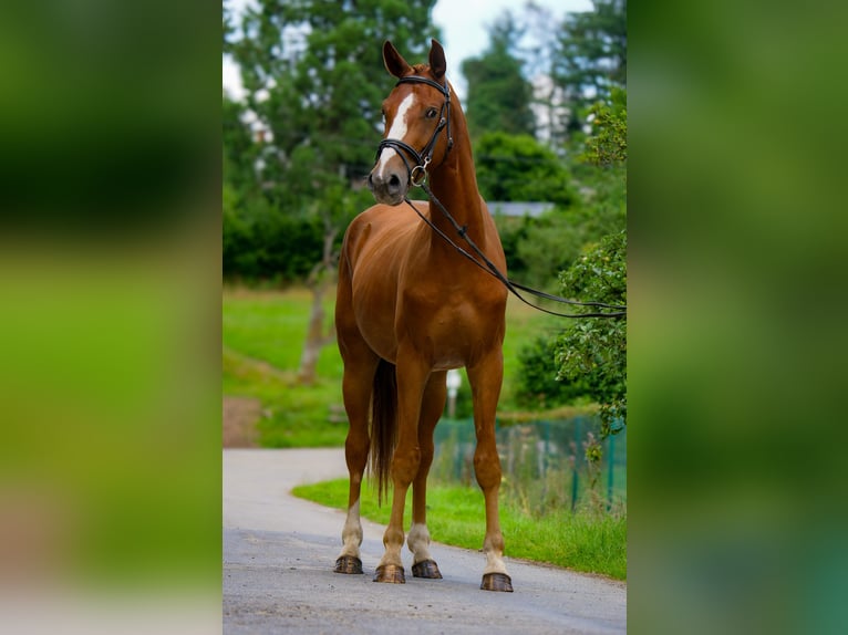 Hannoveriano Caballo castrado 3 años 170 cm Alazán-tostado in Trois-Ponts