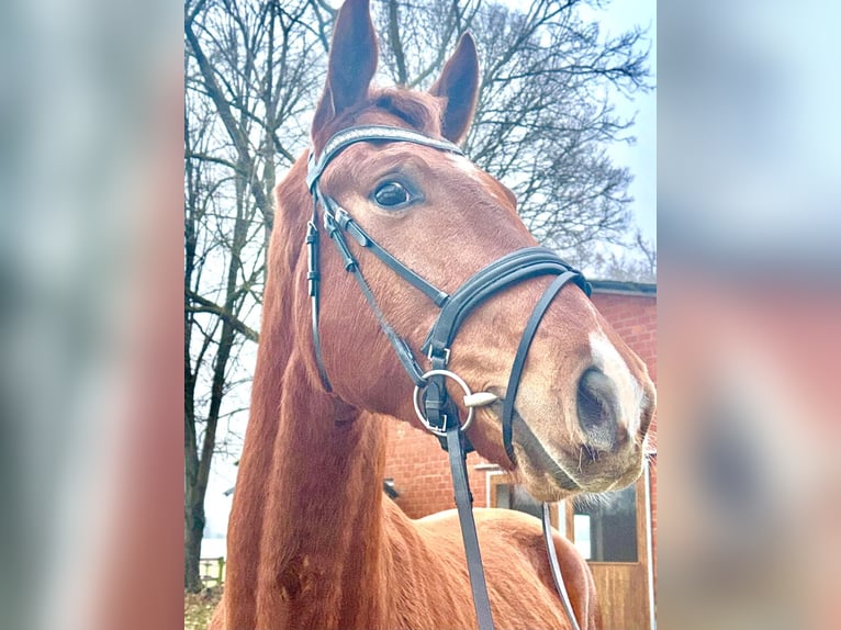 Hannoveriano Caballo castrado 3 años 170 cm  in Ibbenbüren