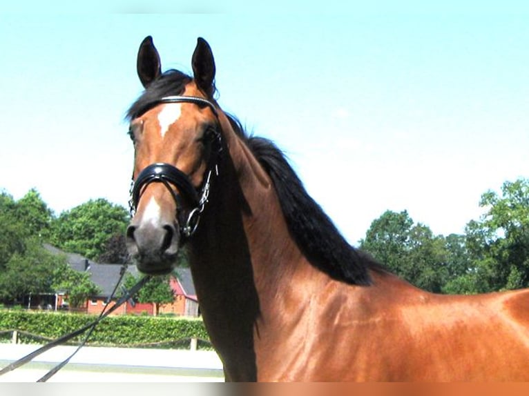 Hannoveriano Caballo castrado 3 años 170 cm Castaño in Ankum