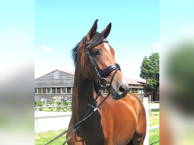 Hannoveriano Caballo castrado 3 años 170 cm Castaño in Ankum