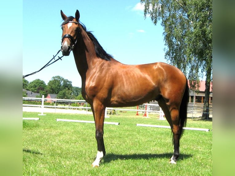 Hannoveriano Caballo castrado 3 años 170 cm Castaño in Ankum