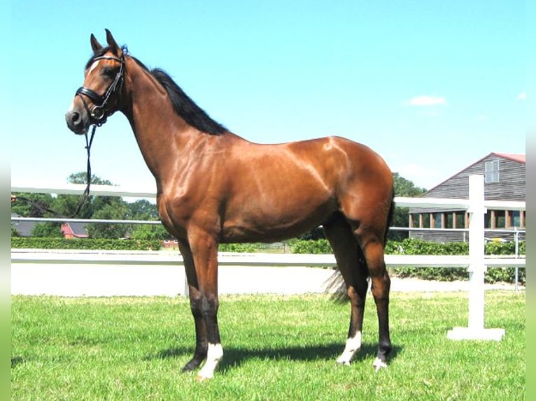 Hannoveriano Caballo castrado 3 años 170 cm Castaño in Ankum