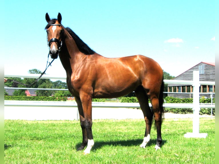 Hannoveriano Caballo castrado 3 años 170 cm Castaño in Ankum