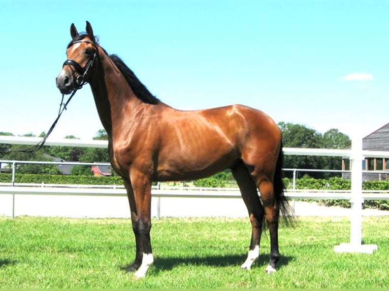 Hannoveriano Caballo castrado 3 años 170 cm Castaño in Ankum