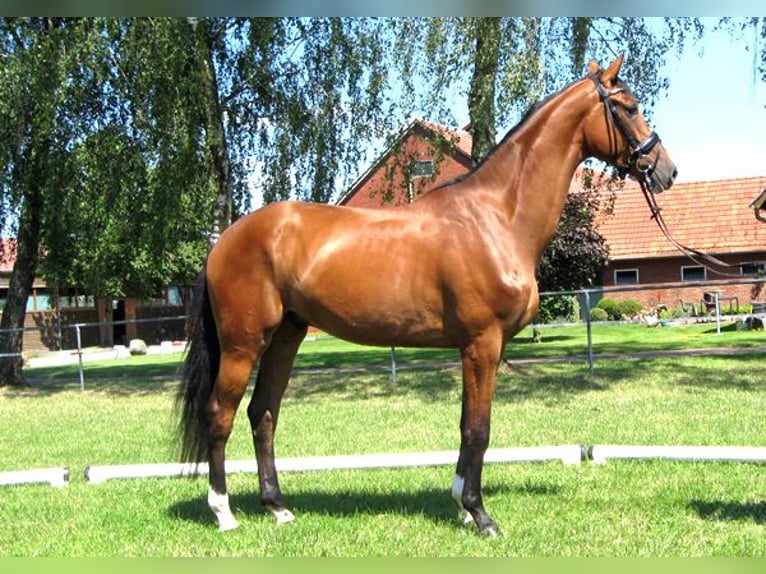 Hannoveriano Caballo castrado 3 años 170 cm Castaño in Ankum