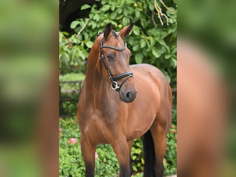 Hannoveriano Caballo castrado 3 años 170 cm Castaño in Bad Bevensen