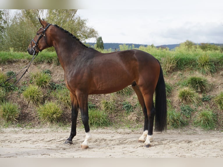 Hannoveriano Caballo castrado 3 años 170 cm Castaño in Bingen am Rhein