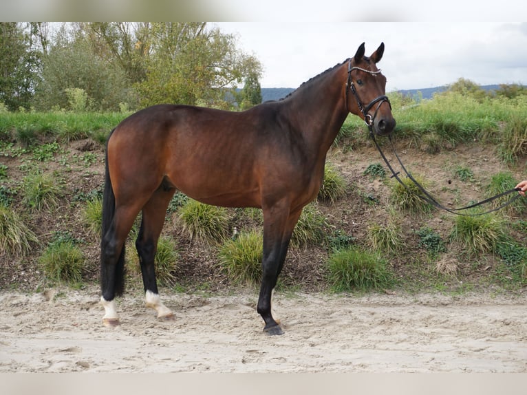 Hannoveriano Caballo castrado 3 años 170 cm Castaño in Bingen am Rhein