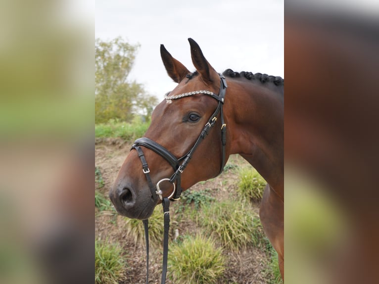 Hannoveriano Caballo castrado 3 años 170 cm Castaño in Bingen am Rhein