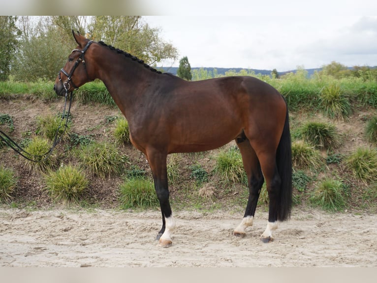 Hannoveriano Caballo castrado 3 años 170 cm Castaño in Bingen am Rhein