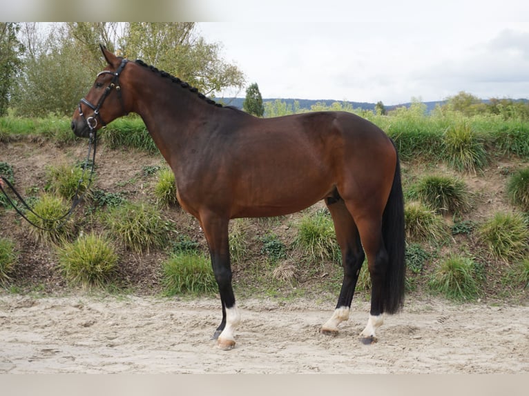 Hannoveriano Caballo castrado 3 años 170 cm Castaño in Bingen am Rhein