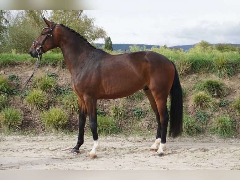 Hannoveriano Caballo castrado 3 años 170 cm Castaño in Bingen am Rhein