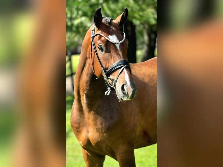 Hannoveriano Caballo castrado 3 años 170 cm Castaño in Lippetal