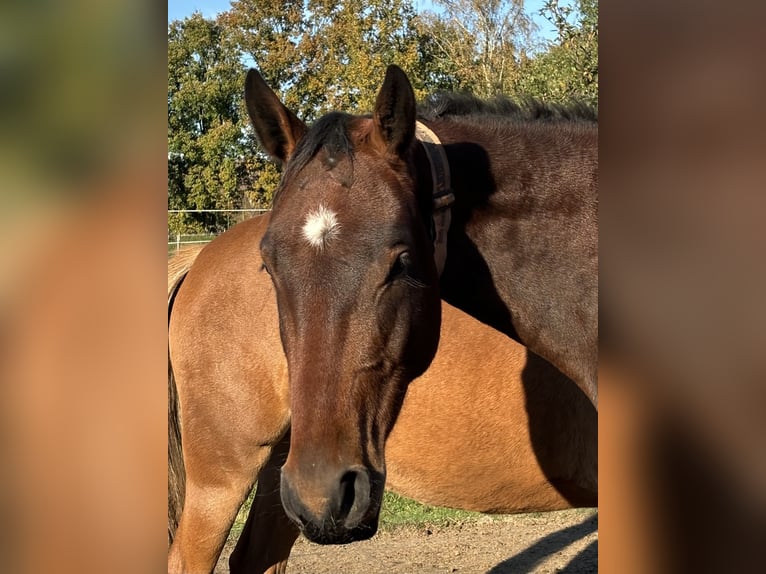 Hannoveriano Caballo castrado 3 años 170 cm Castaño in Neuenkirchen