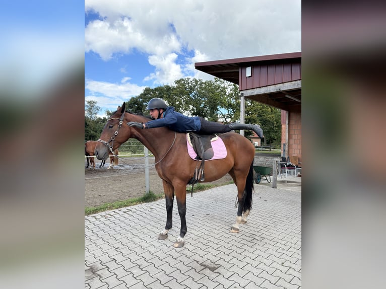 Hannoveriano Caballo castrado 3 años 170 cm Castaño in Neuenkirchen